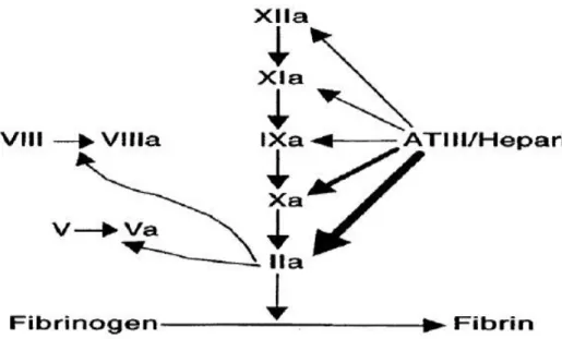 Gambar 2.1 Mekanisme Kerja Heparin (Hirsh J,2001;Sonia S,2001) 