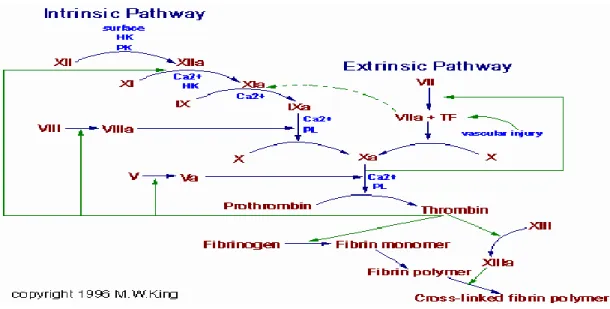 Gambar 2.2 Alur pembentukan cross-linked fibrin  (Dikutip dari : King) 