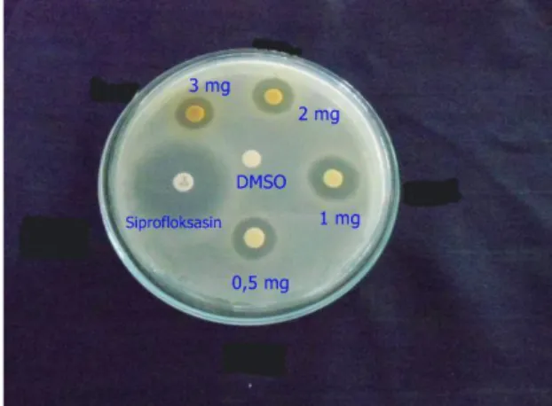 Gambar  3.  Hasil  uji  aktivitas  antibakteri  ekstrak  etanol  buah  adas  (Foeniculum  vulgare   Mill.) terhadap Citrobacter diversus 