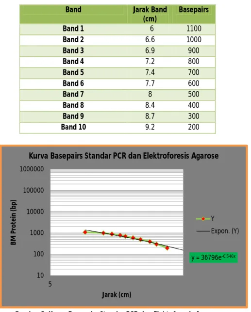 Tabel 2. Jarak Band dan Basepairs Protein Sampel PCR dan Elektroforesis Agarose 