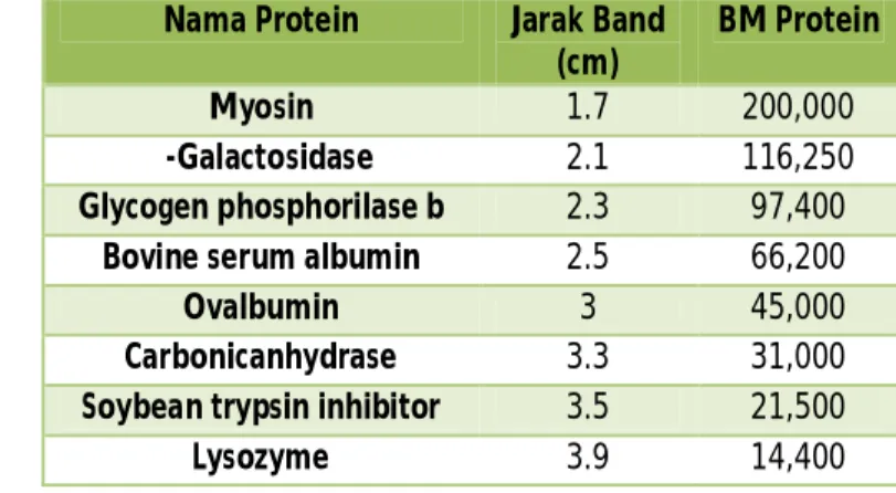 Tabel 3.  Jarak Band dan Berat Molekul Protein Marker Hasil PCR dan Elektroforesis SDS-PAGE  Nama Protein  Jarak Band 
