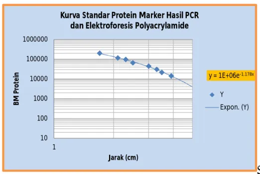 Tabel 4.  Jarak Band, Berat Molekul dan Jenis Protein Sampel Elektroforesis SDS-PAGE 