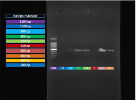 Gambar 1. Foto Hasil PCR dan Elektroforesis pada Medium Agarose 