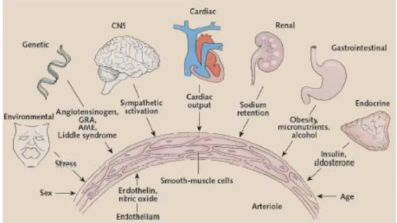 Gambar 1: Mekanisme patofisiologi dari hipertensi 