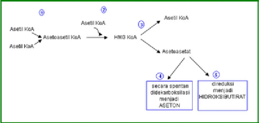 Gambar bagaimana proses pembentukan triasilgliserol.  