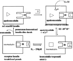 Gambar 1  Mekanisme aktivasi reseptor insulin oleh kromodulin dalam respon  terhadap insulin (Vincent, 2007)