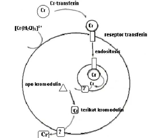 Gambar 2 Perkiraan mekanisme transport Cr(III) di dalam tubuh (Feng, 2007)  Perkiraan  mekanisme  transport  Cr(III)  di  dalam  tubuh  adalah  sebagai  berikut  :    Cr  disimpan di dalam darah yang diikat pada transferin kemudian kompleks kromium-transfe