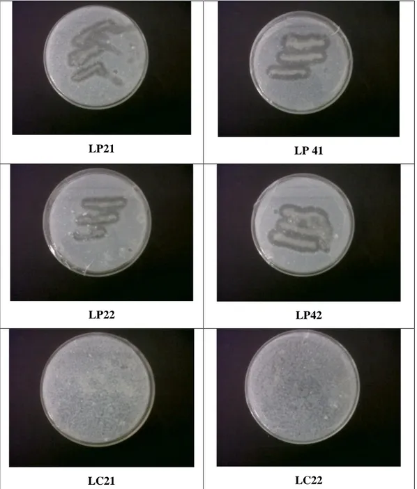 Gambar 1. Hasil Uji Aktivitas Kualitatif Protease Bacillus sp Hasil Positif (LP21, LP22, LP41,                      LP42) dan Hasil Negatif (LC21, C22) 