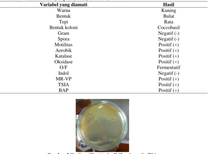 Tabel 1 Hasil verifikasi isolat (Riupassa, 2012) kode D42. 