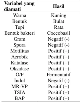 Tabel  1.  Karakteristik  Pseudomonas  sp.yang digunakan dalam penelitian 