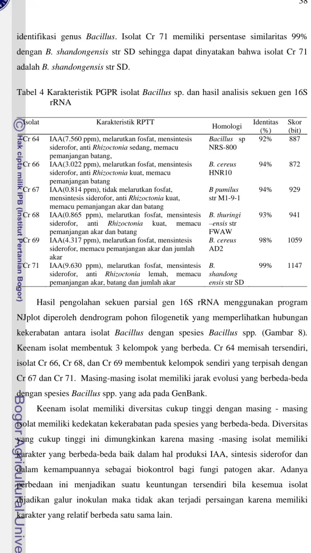 Tabel 4 Karakteristik PGPR isolat Bacillus sp. dan hasil analisis sekuen gen 16S  rRNA  Isolat Karakteristik  RPTT  Homologi  Identitas   (%)  Skor (bit)  Cr 64  IAA(7.560 ppm), melarutkan fosfat, mensintesis 