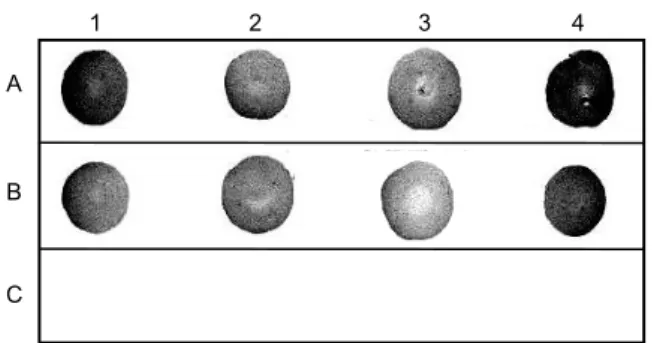 Gambar 3. Hasil deteksi bakteri Ralstonia solanacearum (RS) dari  tanaman kacang tanah dan kentang dengan teknik  NCM-ELISA menggunakan Pab-RS9819