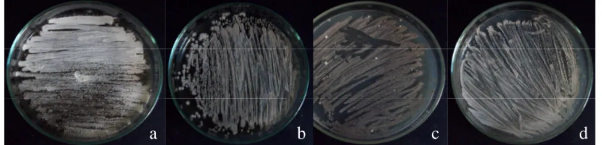 Gambar 2 Streptomyces spp. hasil peremajaan pada media YMA (LSW 05) (a), LBR02 (b), SSW02 (c), dan media OA PS4-16 (d).