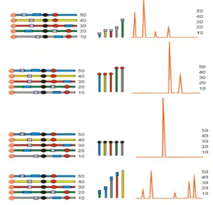 Gambar 2   Ilustrasi prinsip kerja analisis  komunitas mikroorganisme                     menggunakan analisis Terminal Restriction Fragment Length                    Polymorphism (http://www.bibliographics.com/LAB/T-RFLP.htm)