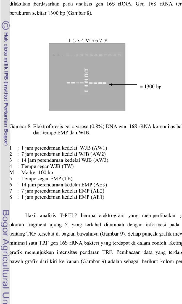 Gambar 8  Elektroforesis gel agarose (0.8%) DNA gen  16S rRNA komunitas bakteri  dari tempe EMP dan WJB