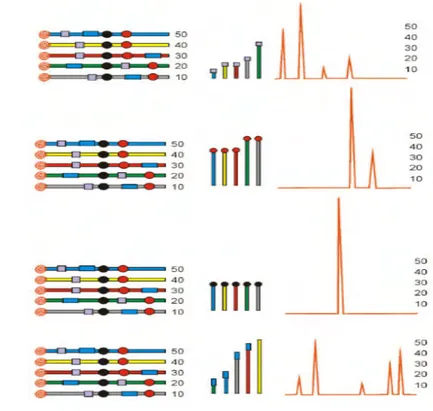 Gambar 2   Ilustrasi prinsip kerja analisis  komunitas mikroorganisme                     menggunakan analisis Terminal Restriction Fragment Length                    Polymorphism (http://www.bibliographics.com/LAB/T-RFLP.htm)