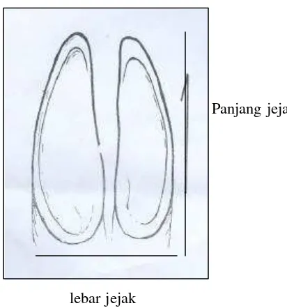 Gambar 5. Bentuk jejak kaki kambing hutan sumatera 
