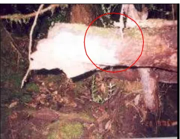 Gambar 14.Gesekan badan kambing hutan    