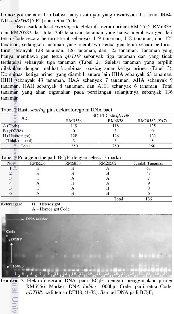 Tabel 2 Hasil scoring pita elektroforegram DNA padi 
