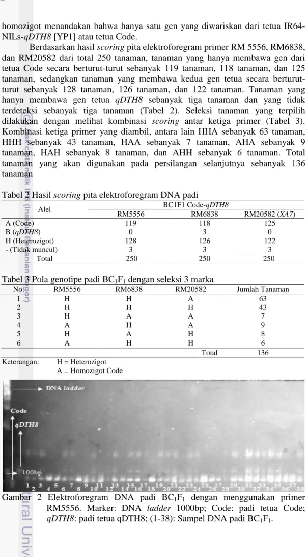 Tabel 2 Hasil scoring pita elektroforegram DNA padi 