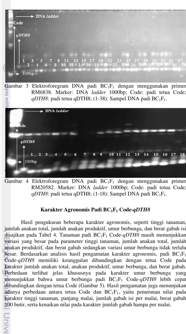 Gambar 3 Elektroforegram DNA padi BC 1 F 1   dengan  menggunakan primer  RM6838. Marker: DNA ladder  1000bp; Code: padi tetua Code; 