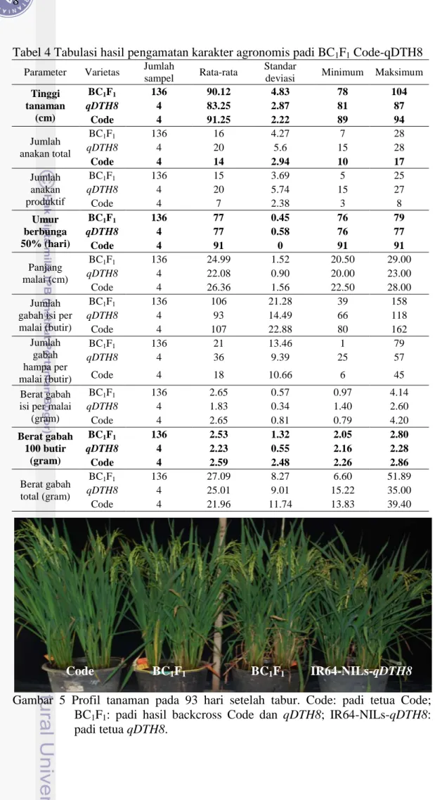 Tabel 4 Tabulasi hasil pengamatan karakter agronomis padi BC 1 F 1  Code-qDTH8  