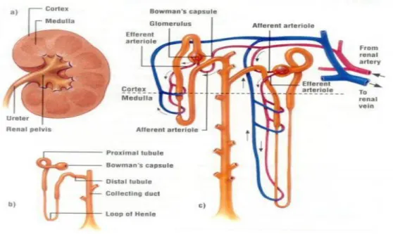 Gambar 2.1 Anatomi Ginjal 