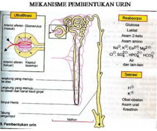 Gambar 2.5 Mekanisme Pembentukan Urine (1)
