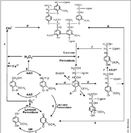 Gambar II.7.  Mekanisme biodegradasi lignin (Martinez dkk., 2005) 
