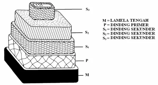 Gambar II.2.  Struktur serat tunggal (Kocurek, 1993) 
