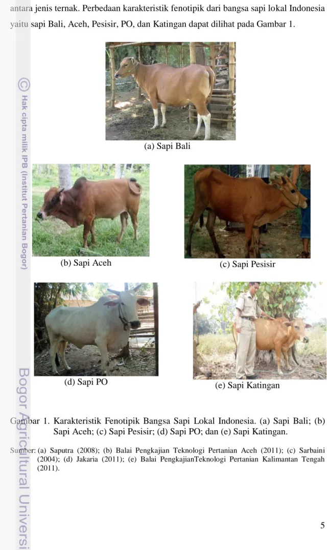 Gambar  1.  Karakteristik  Fenotipik  Bangsa  Sapi  Lokal  Indonesia.  (a)  Sapi  Bali;  (b)  Sapi Aceh; (c) Sapi Pesisir; (d) Sapi PO; dan (e) Sapi Katingan