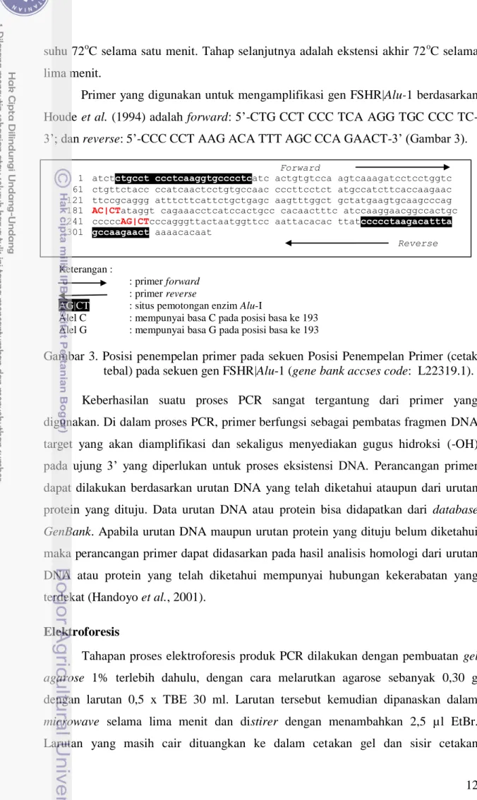 Gambar 3. Posisi penempelan primer pada sekuen Posisi Penempelan Primer (cetak  tebal) pada sekuen gen FSHR|Alu-1 (gene bank accses code:  L22319.1)