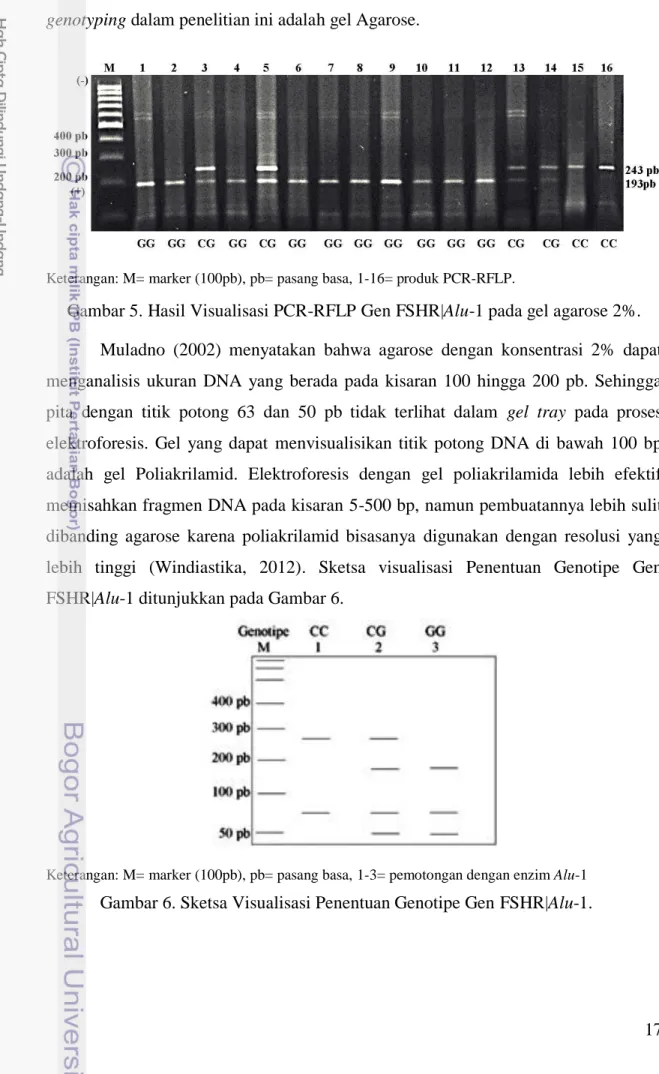 Gambar 5. Hasil Visualisasi PCR-RFLP Gen FSHR|Alu-1 pada gel agarose 2%. 