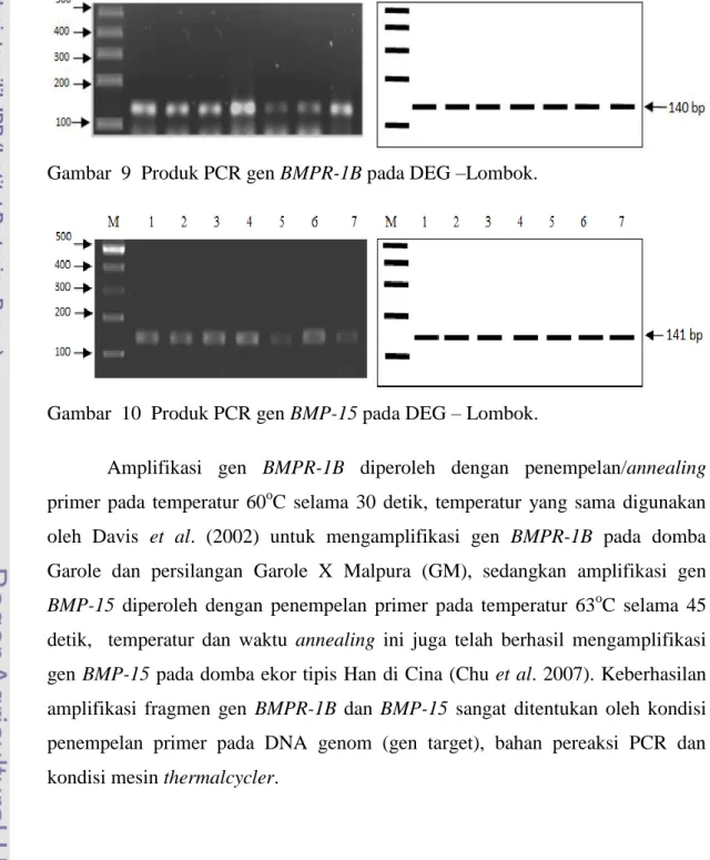 Gambar  10  Produk PCR gen BMP-15 pada DEG – Lombok. 