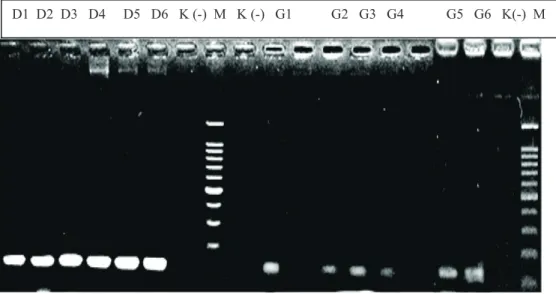 Gambar 1. Hasil elektroforesis DNA gigi dan darah. Keterangan: D1-6: Sampel darah;  G1-6: Sampel gigi; K (-): Kontrol negatif; 