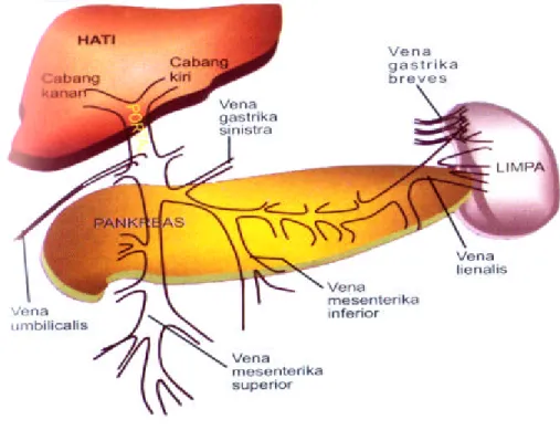 Gambar 1. Anatomi sistem vena portal 