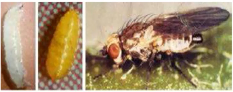 Gambar 6. Larva, pupa dan imago L. chinensis   (Sumber : Setiawati, 2000)  