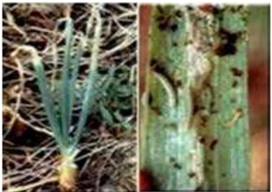 Gambar 2. Gejala serangan S. exigua pada tanaman bawang merah   (Sumber : Setiawati, 2000)  