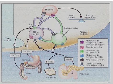 Gambar 4 . Pengaturan homeostasis energi oleh neuron-neuron di ARC  (5) . 