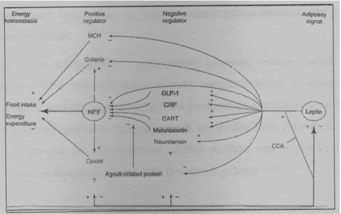 Gambar 6. Interaksi antara NPY dengan neuropeptida hipotalamus lainnya  (2) . 