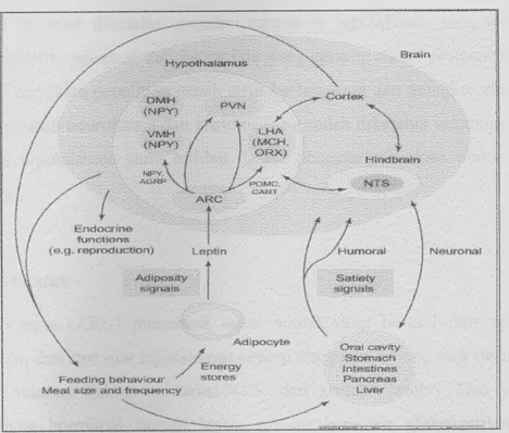 Gambar 1. Gambaran area hipotalamus yang berperan dalam mengatur asupan  makanan.Sinyal diterima pada nukleus arkuatus (ARC) dan diproyeksikan ke  nukleus paraventrikular (PVN), area lateral (LHA), dorsomedial &amp; ventromedial  (DMN &amp; VMN) (7) 