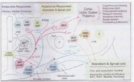 Gambar 3. Sirkuit peptidergik dalam pengaturan asupan makanan di                        hipotalamus (5) 