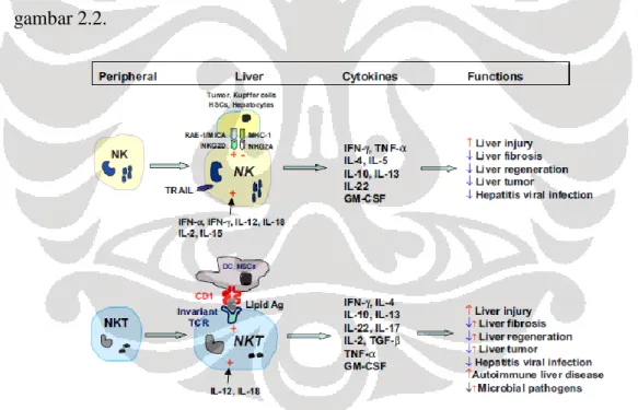 Gambar  2.2.  Perbedaan  fungsi  sel  NK  dan  NKT  pada  penyakit  hati.  + ,aktivasi;  -,  inhibisi;  ,  promosi;  ,  inhibisi;  ,  peran  ganda  akibat  subset  atau  derajat  aktivasi  yang  berbeda  pada  sel  NKT (dikutip dari Gao B et al