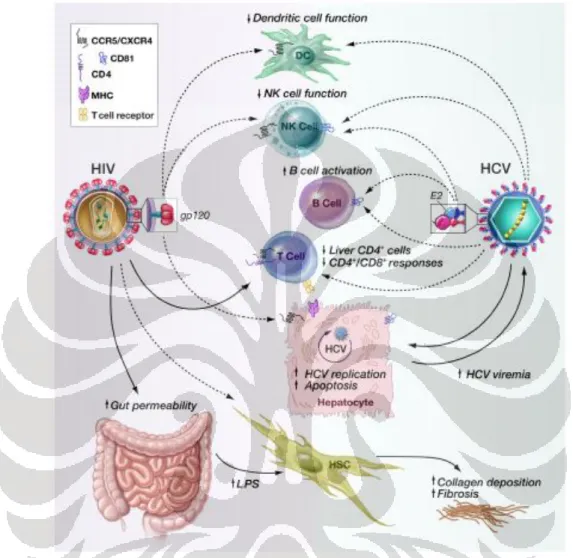 Gambar 2.3. Interaksi HIV dan virus hepatitis C. HIV tidak mempengaruhi perjalanan hepatitis C  secara  langsung  namun  melalui  interaksinya  dengan  sel  T  CD4 + ,  efek  protein  gp120  terhadap  hepatosit dan sel imun lainnya