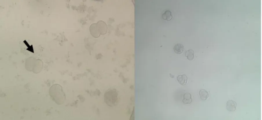 Gambar 3.  Embrio mencit  hasil fertilisasi in vitro 