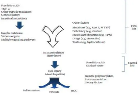 Gambar 1. Patogenesis terjadinya inflamasi dan fibrosis pada NAFLD dan NASH 