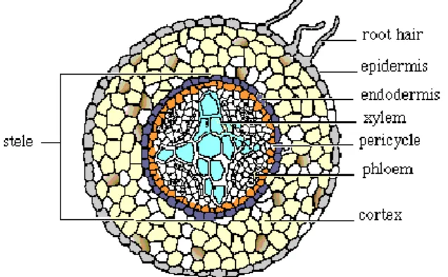 Gambar 9. Struktur Anatomi Pada Akar 70 3) Endodermis 