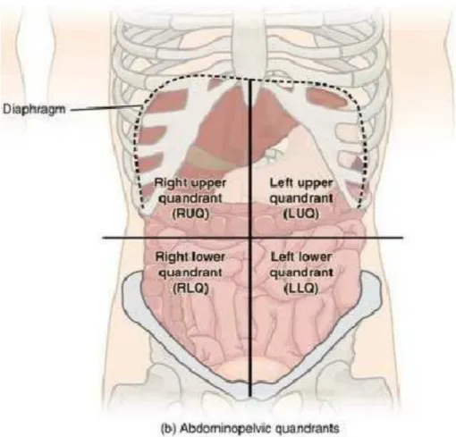 Gambar 2. Pembagian 9 regio abdomen