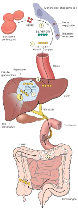 Gambar 1. Metabolisme Bilirubin (dikutip dari kepustakaan 3) 