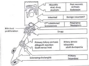 Gambar 1. Penyebab ikterus obstruksi secara anatomi 2